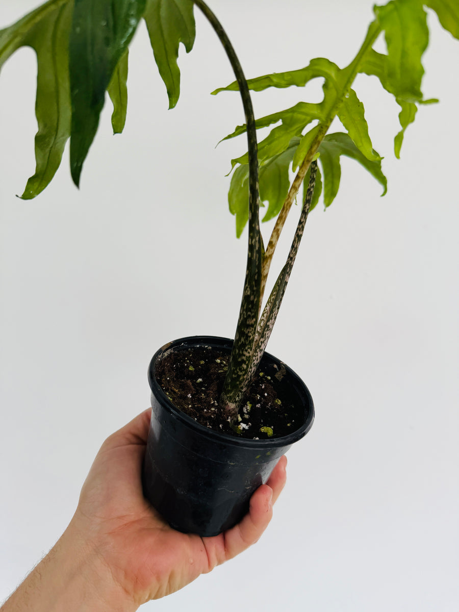 Alocasia Brancifolia 'Nishihira' - 4