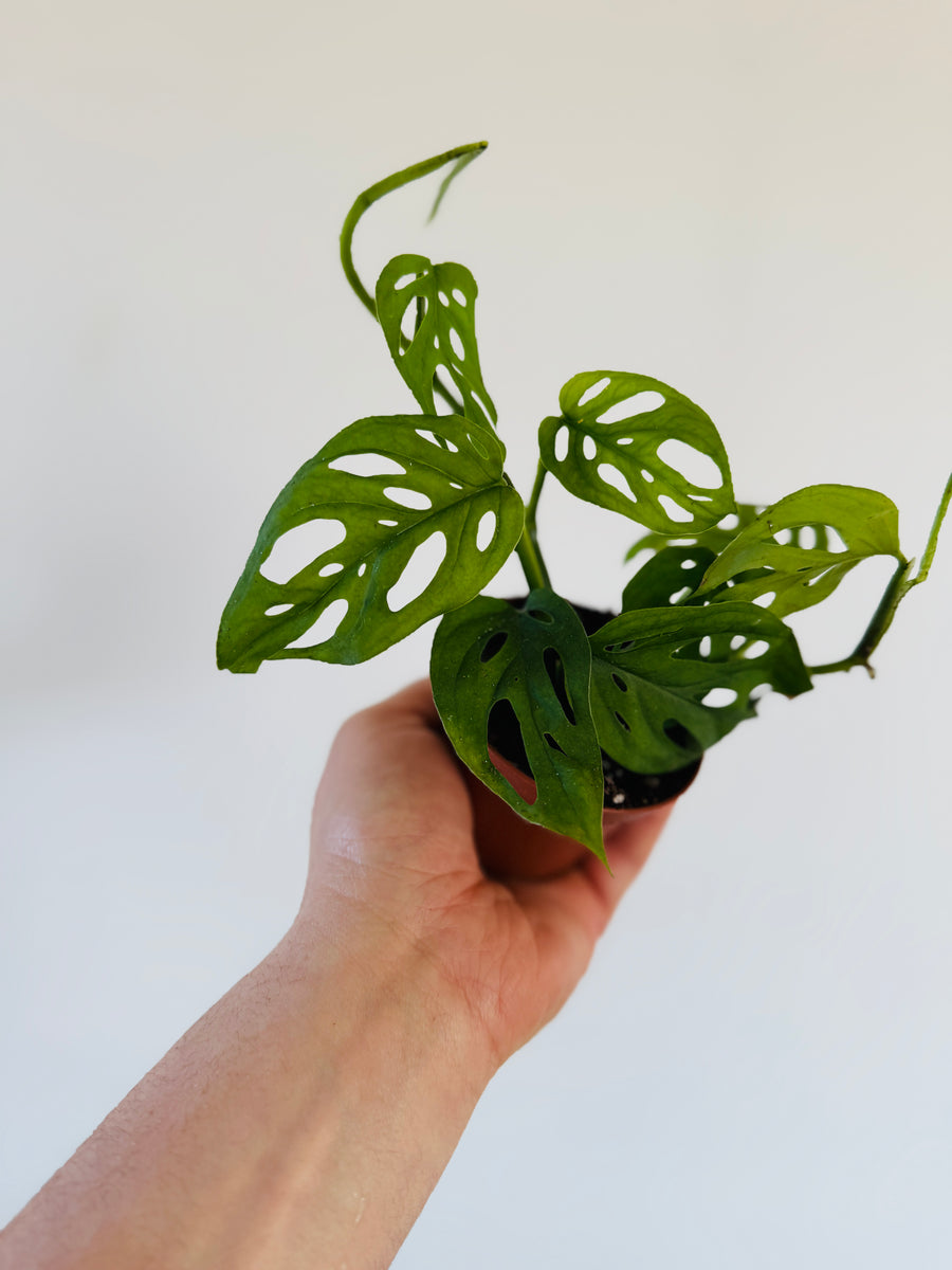 Monstera Esqueleto - Rare Aroid - 3