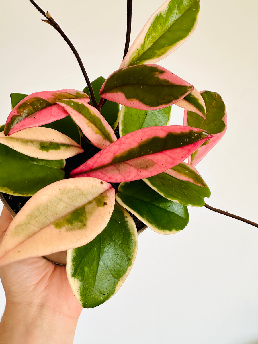Hoya Flamingo Dream (Purple Pride) - New Carnosa Sport Variety - 5