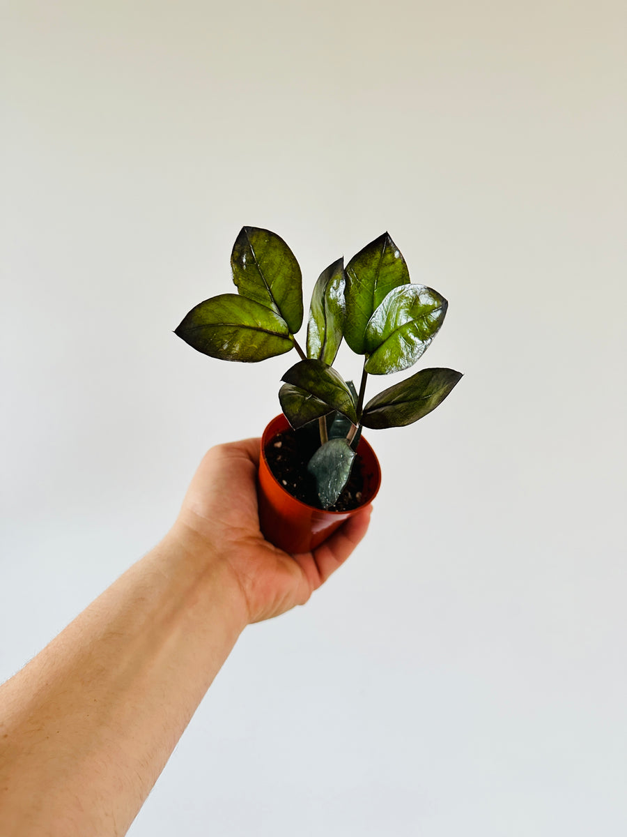 dark zz plant ZZ 'Oscura' - New Black ZZ Cultivar