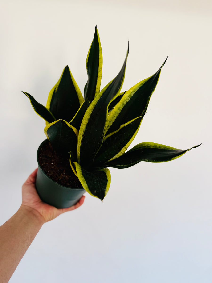 Sansevieria Black Gold - 6