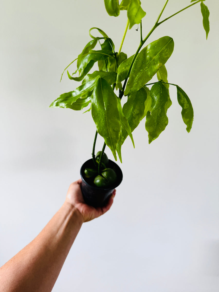 South African Pea Tree - Lucky Bean Plant - 4