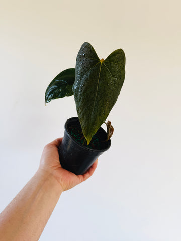 Anthurium Queen of Hearts - 4