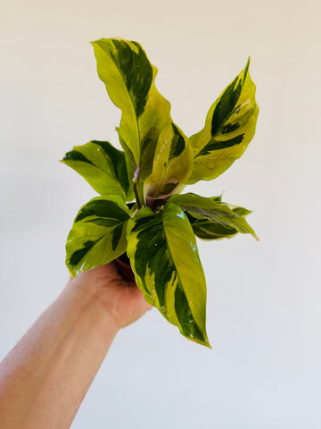 Calathea Yellow Fusion - 3” Pot