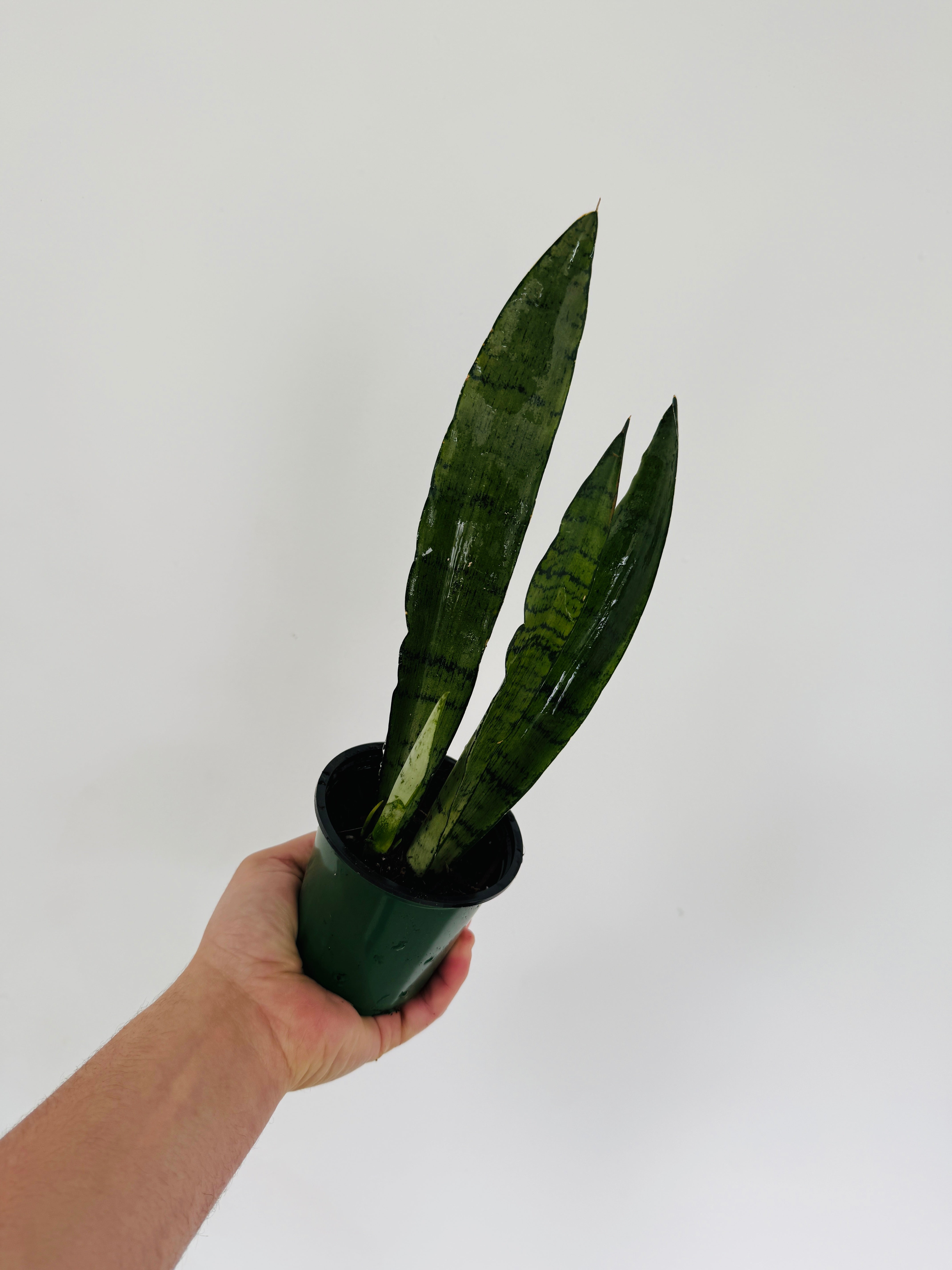 sansevieria spearmint Sansevieria Spearmint