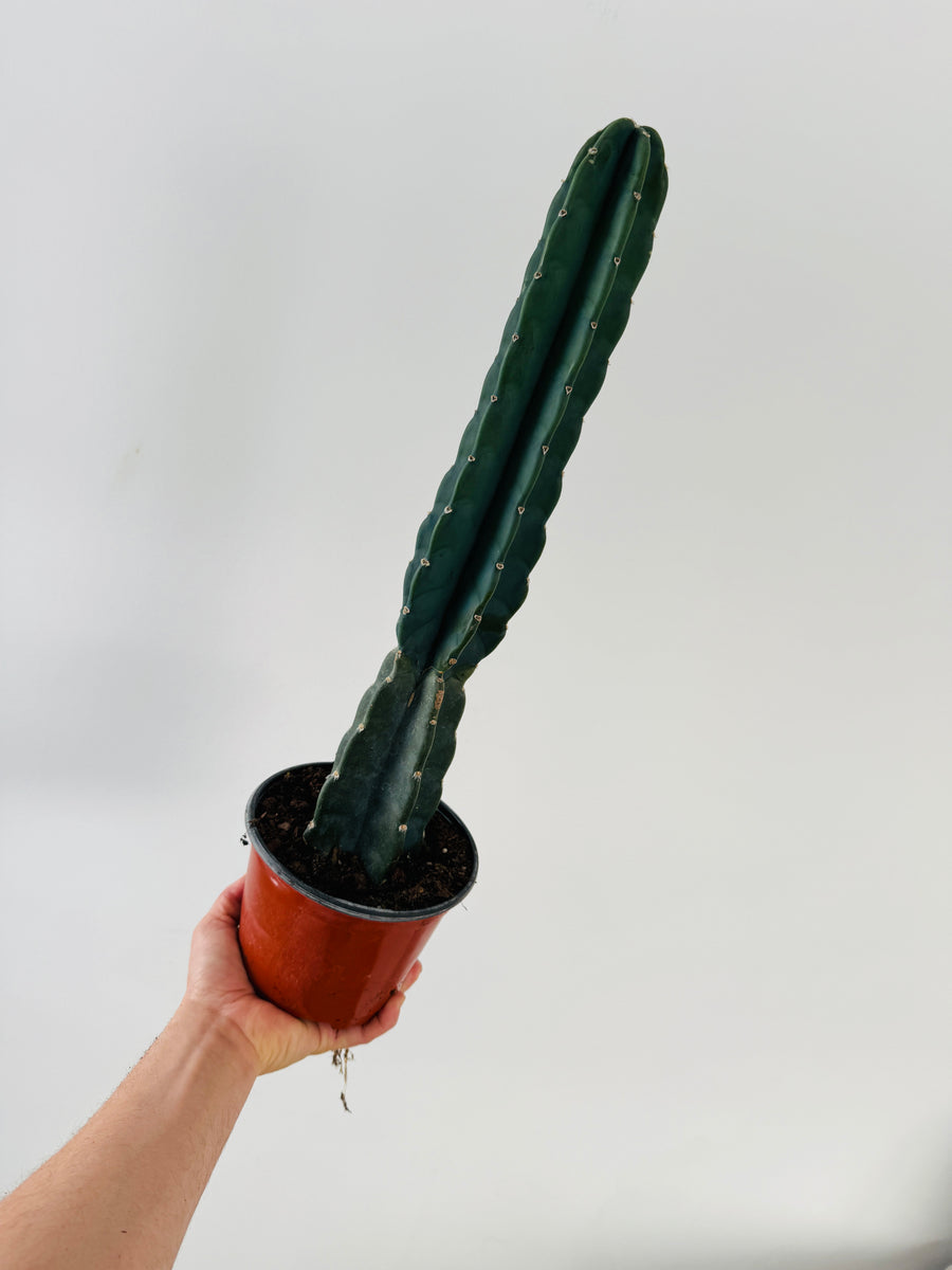 Blue Spineless Cactus - 6