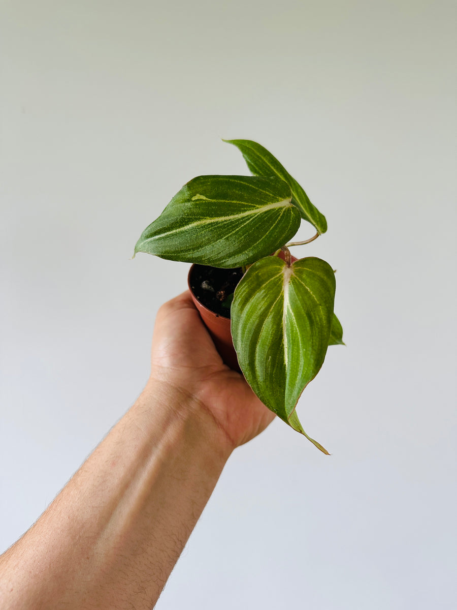 Philodendron Gloriosum Pink - Rare Aroid - 3