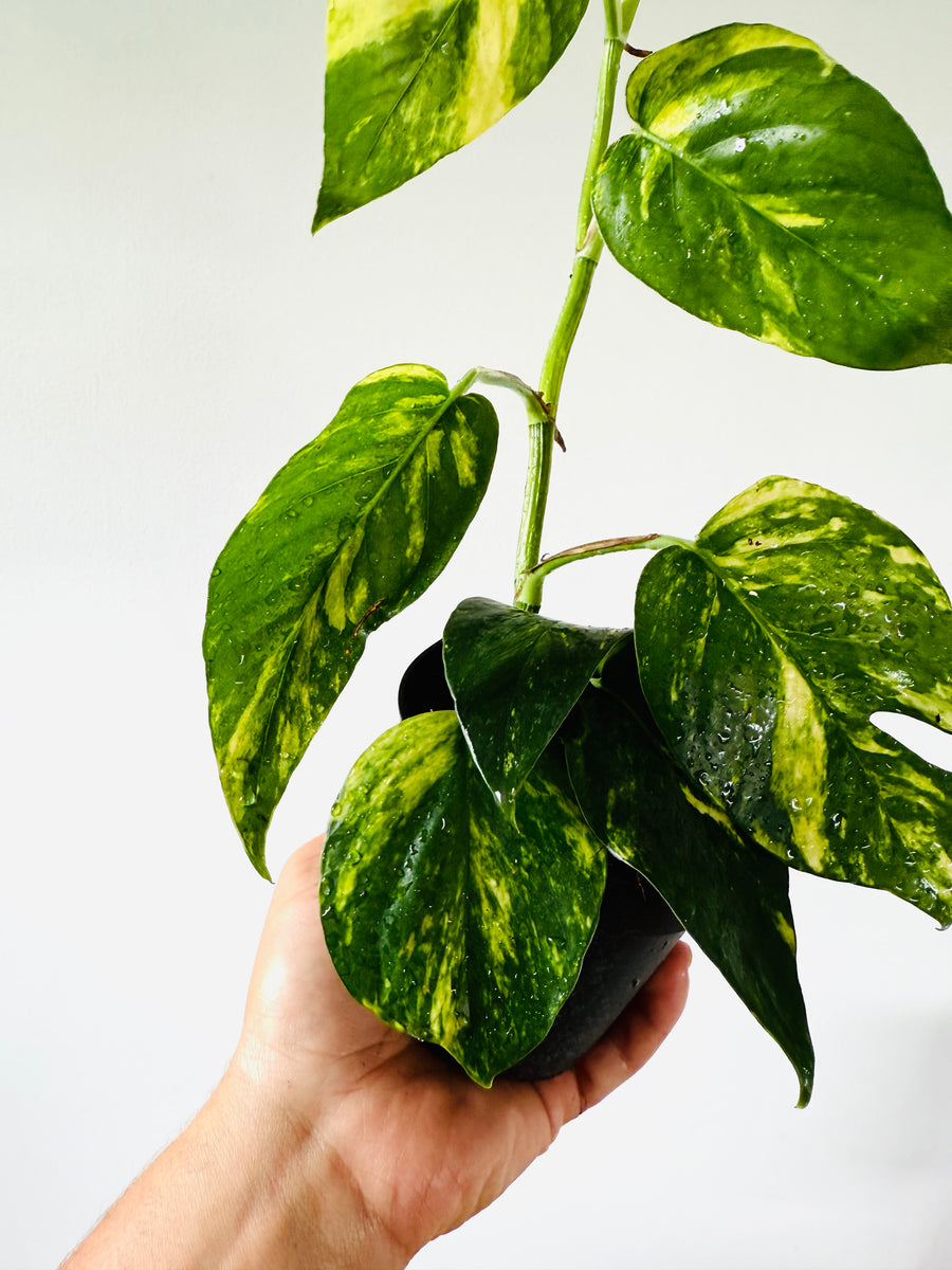 Epipremnum Pinnatum ‘Sunburst’ - 4