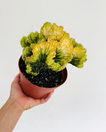 Euphorbia Cristata 'Aurea' - Lemon Coral Cactus - 6