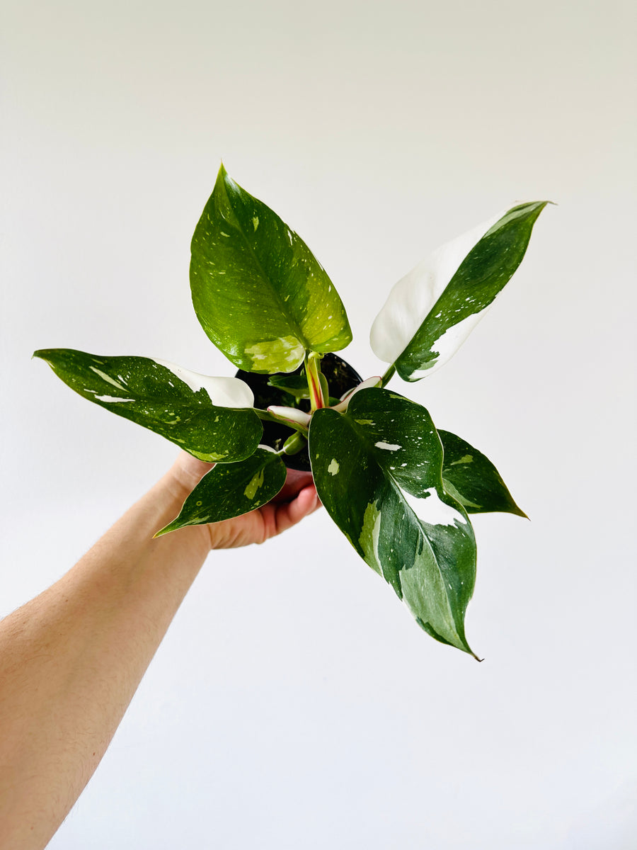 Philodendron White Princess - High Variegation - 4