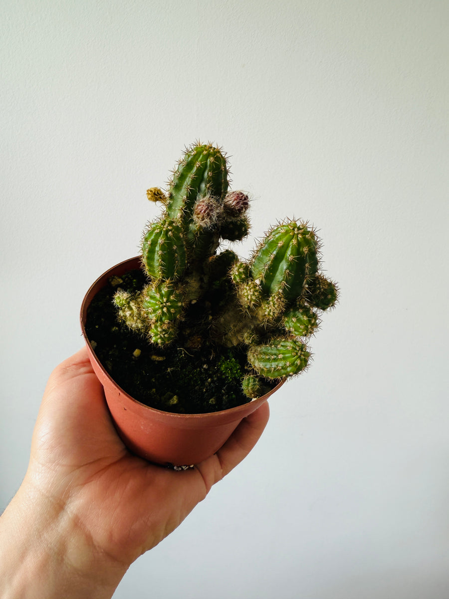 Peanut Cactus - 4