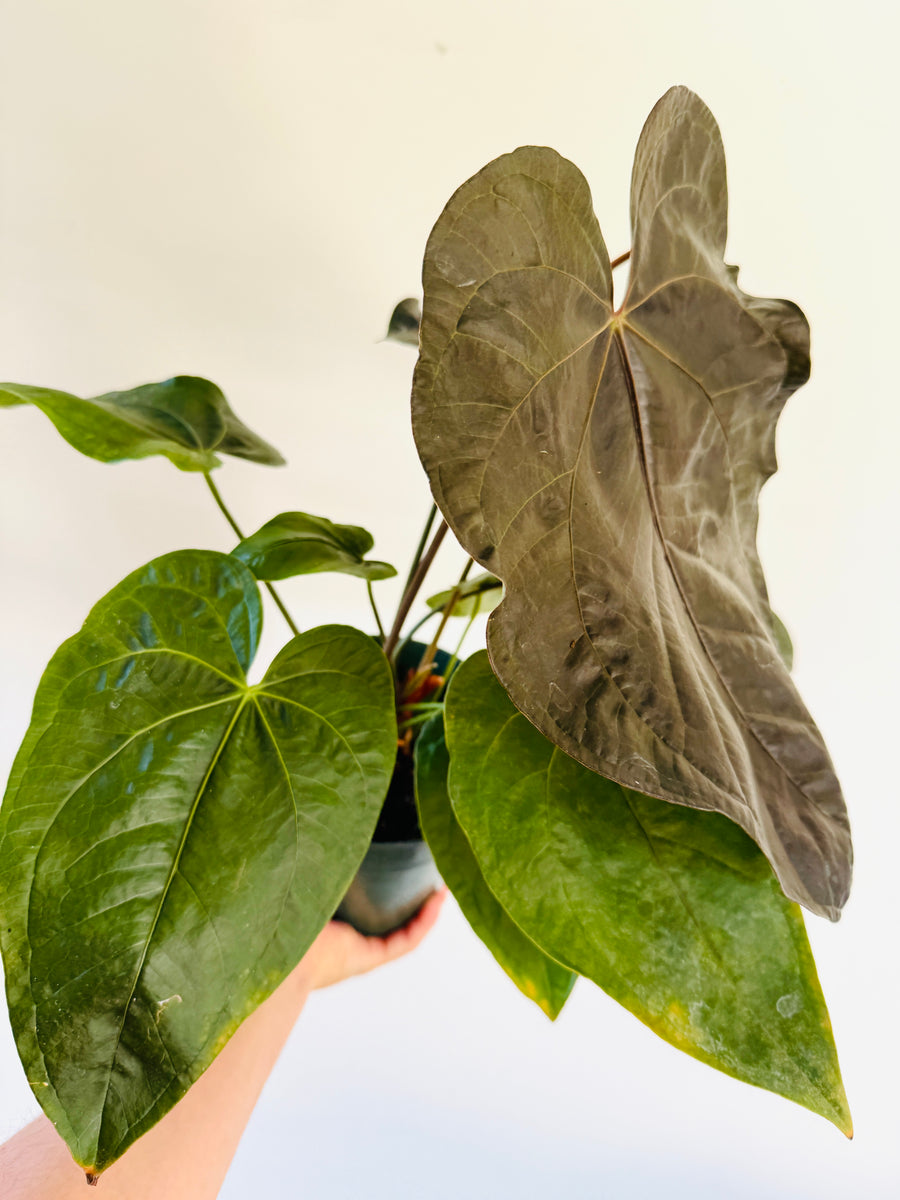 Anthurium Queen of Hearts - Very Large -  6