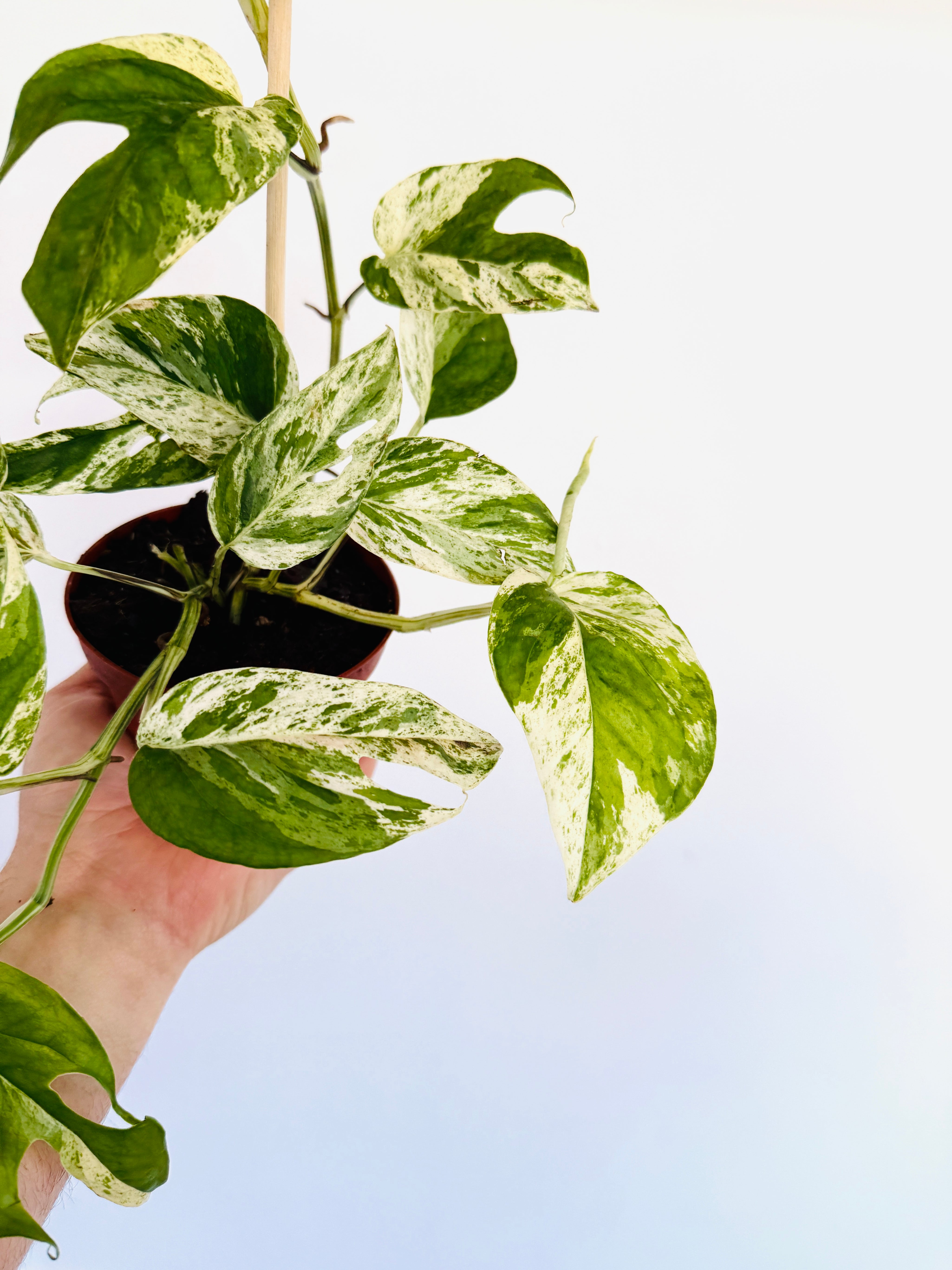 marble golden pothos Epipremnum Pinnatum 'Marble Flame' 4"