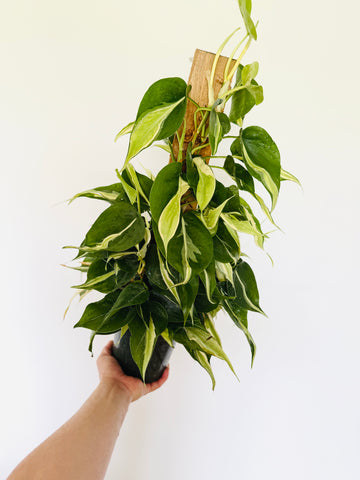 Philodendron Rio on Totem - 6” Pot