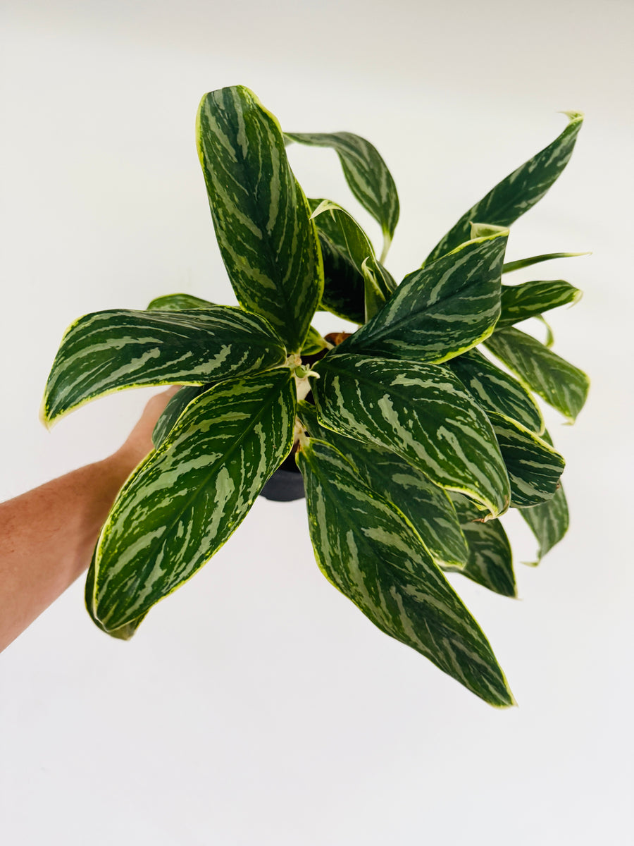 Aglaonema Snow Cap - 6