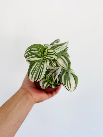 Purple Clone Wandering Dude - Rare Tradescantia - 4
