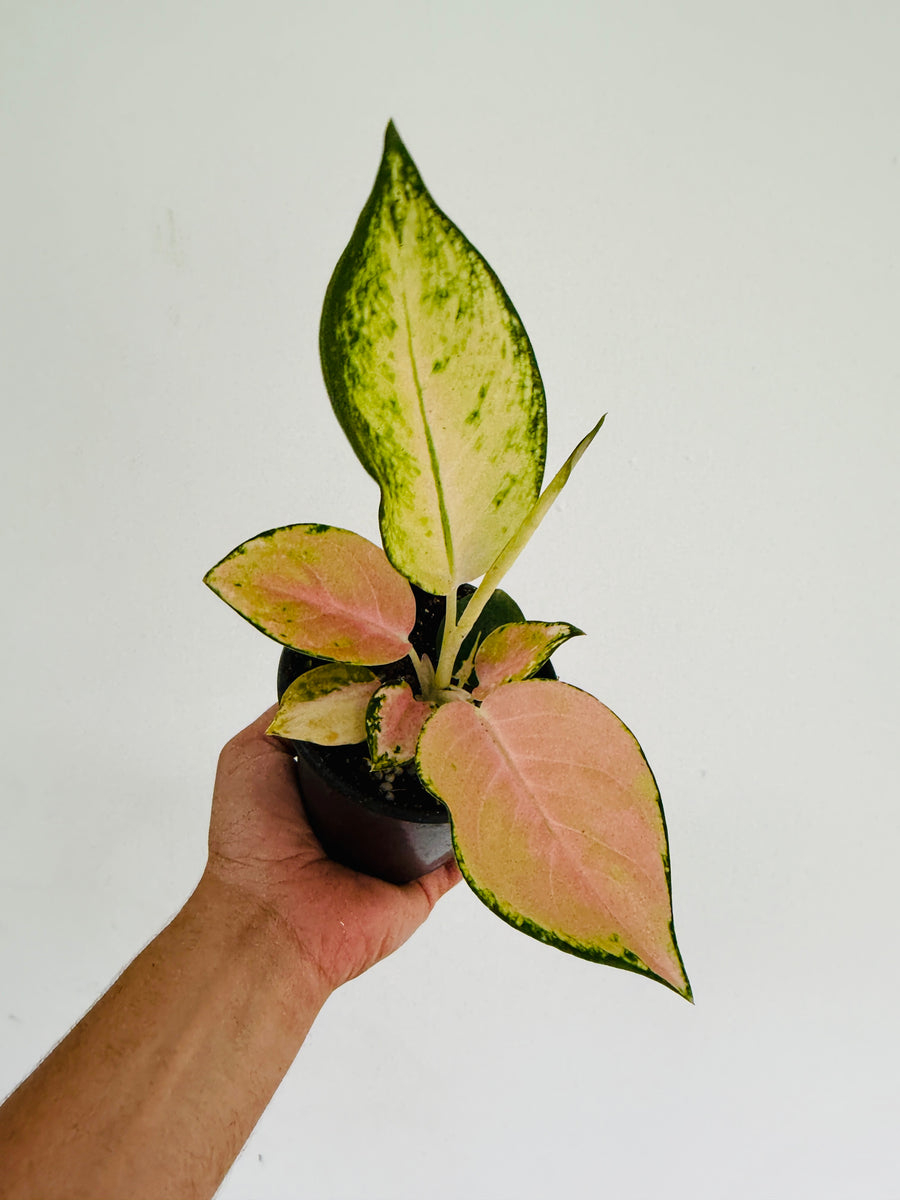 Aglaonema White Mona Lisa - 4