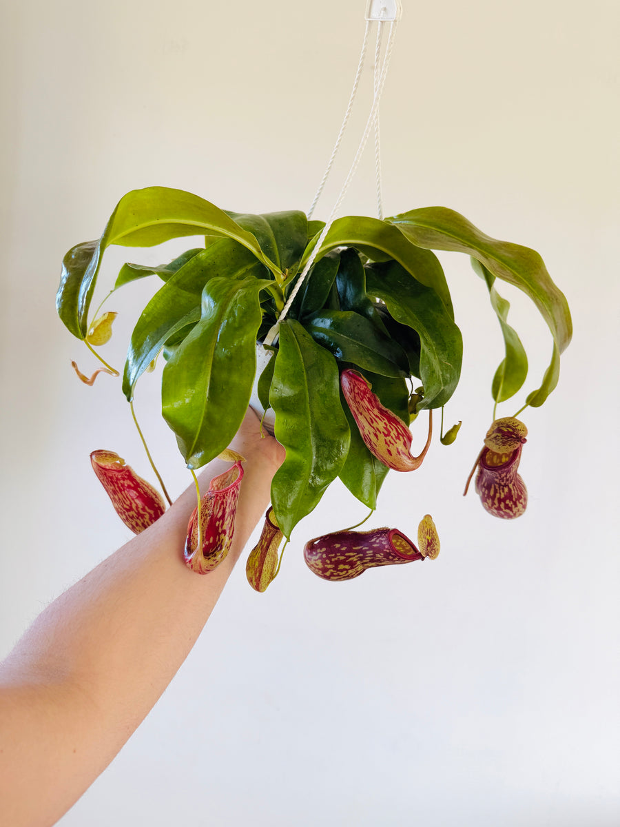 Pitcher Plant - Nepenthes 'Gaya' - 6
