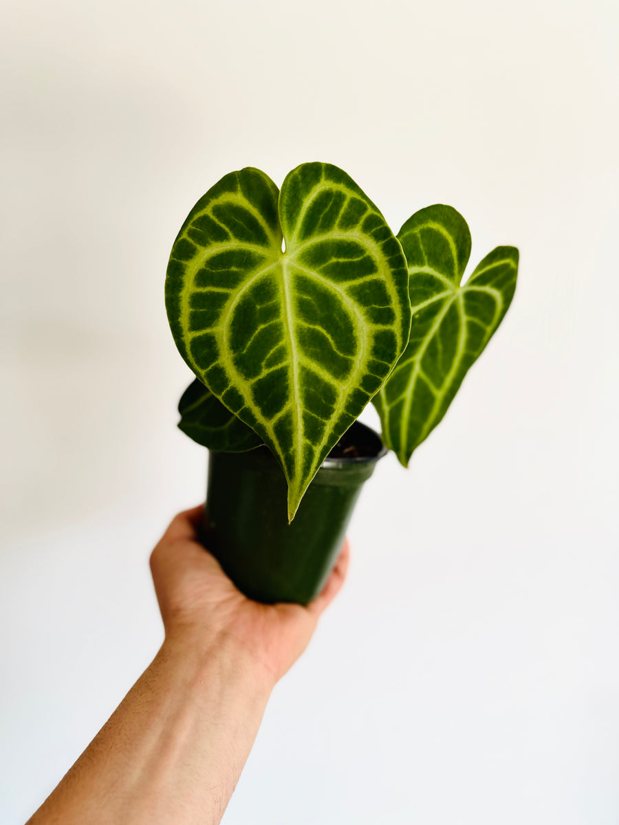 Anthurium Clarinervium x Ace of Spades - Hybrid Anthurium - 4