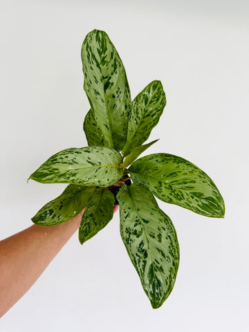 Aglaonema Donatello - 4
