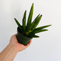 Sansevieria Hedgehog - 4