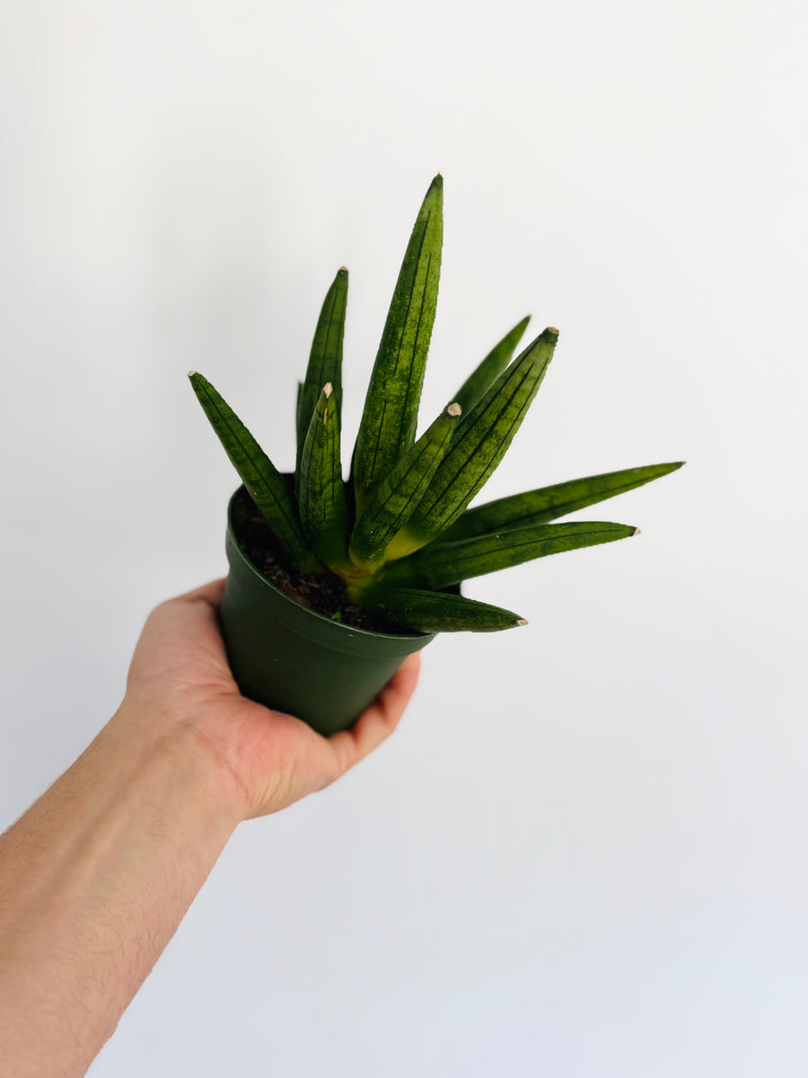 Sansevieria Hedgehog - 4