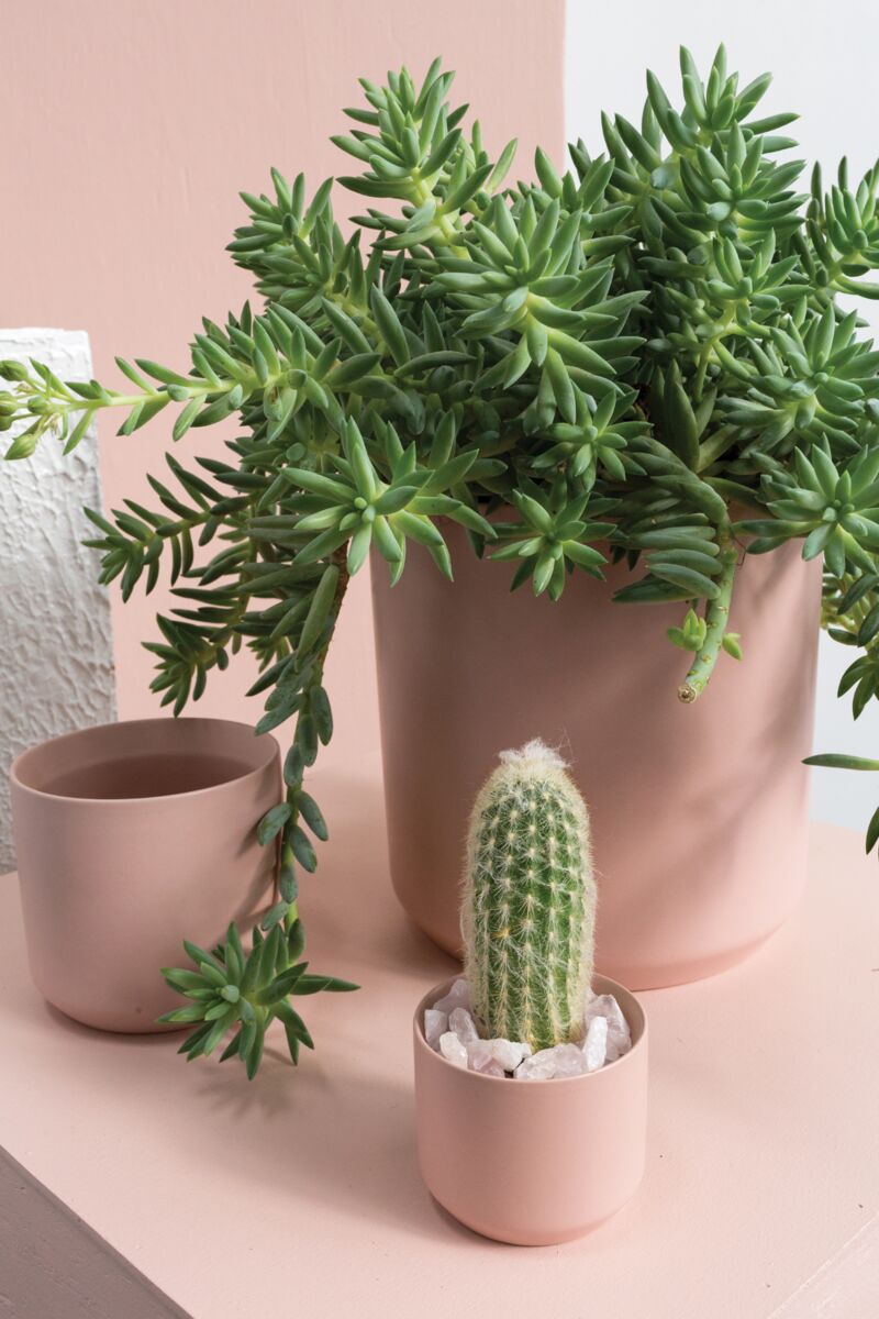 Modern Matte Pot in Pink - 3