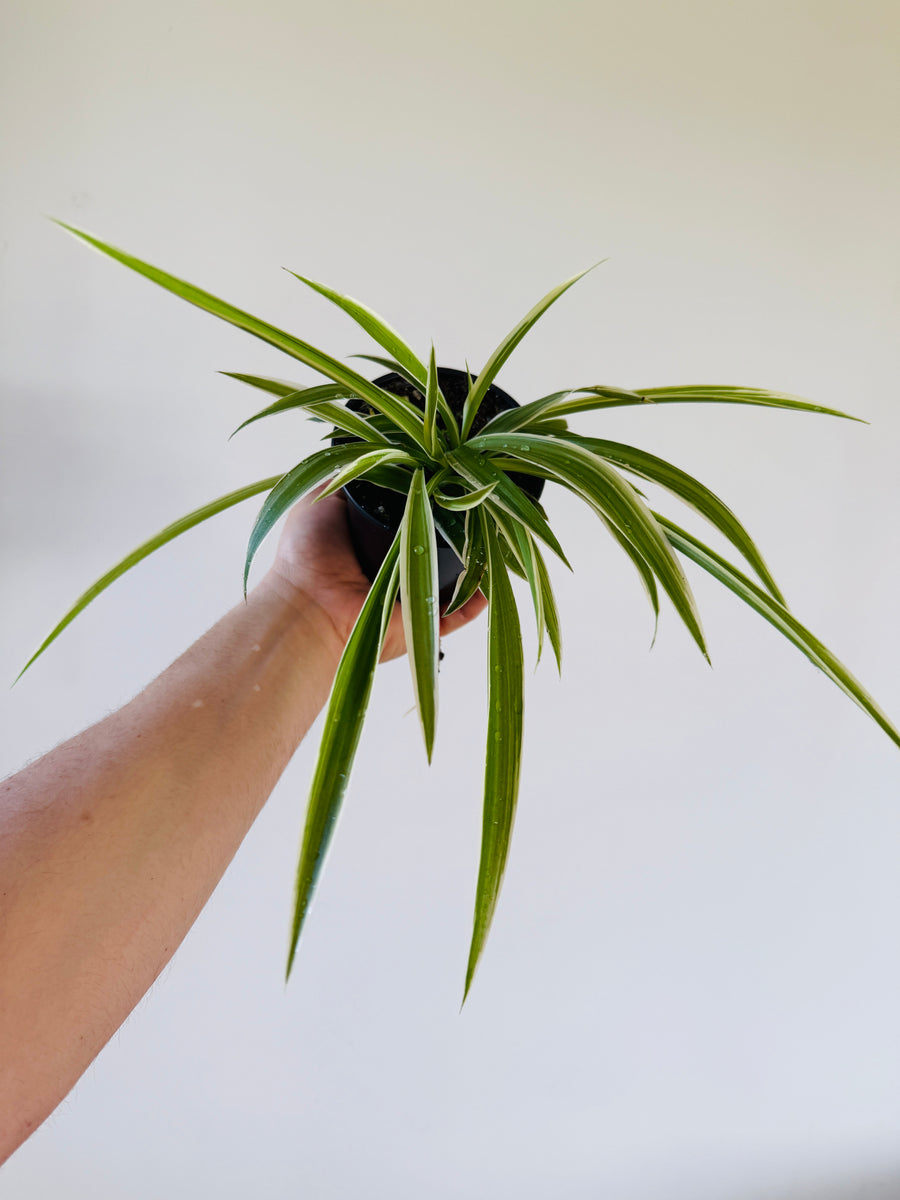 Spider Plant - Variegatum - 4
