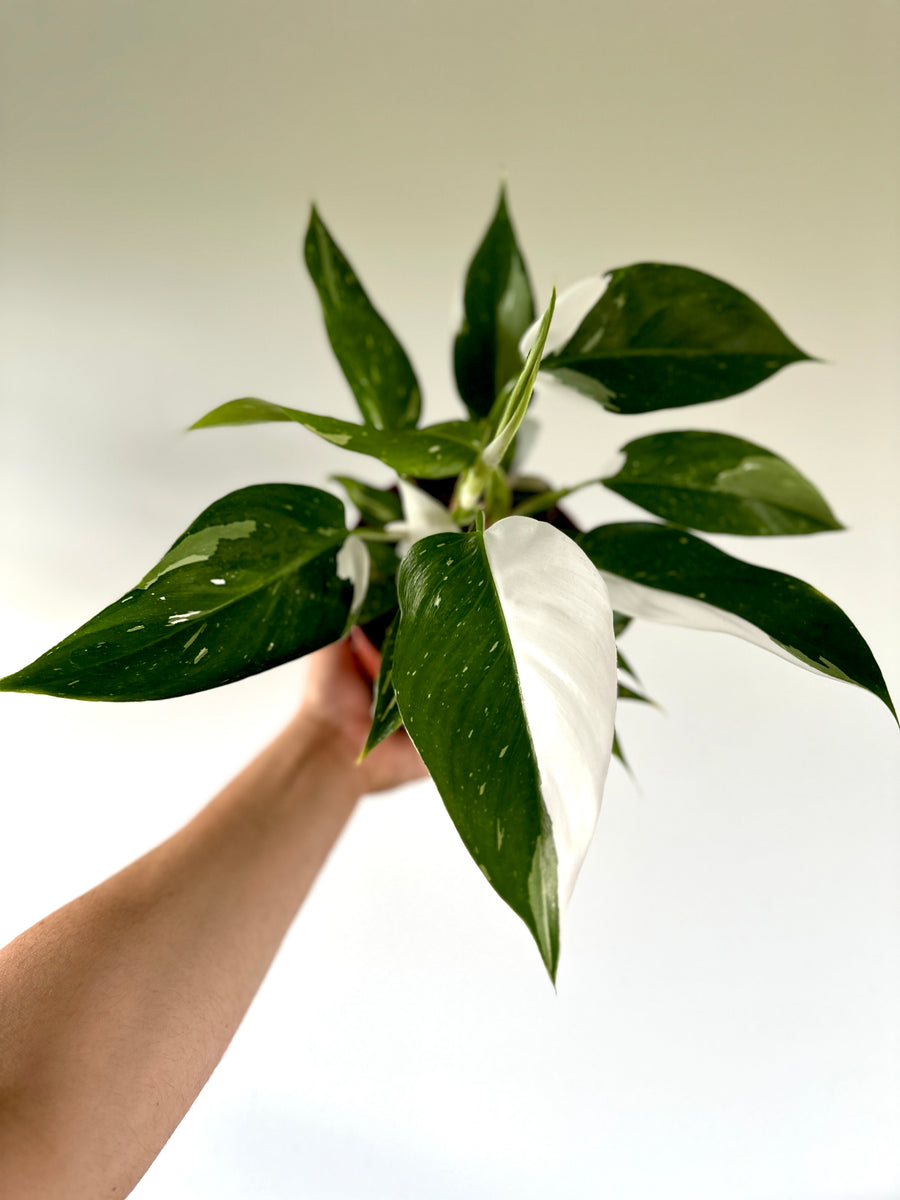 Philodendron White Princess - High Variegation - 6” Pot