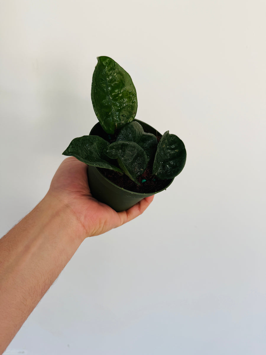 Hoya Giant Krinkle - 4