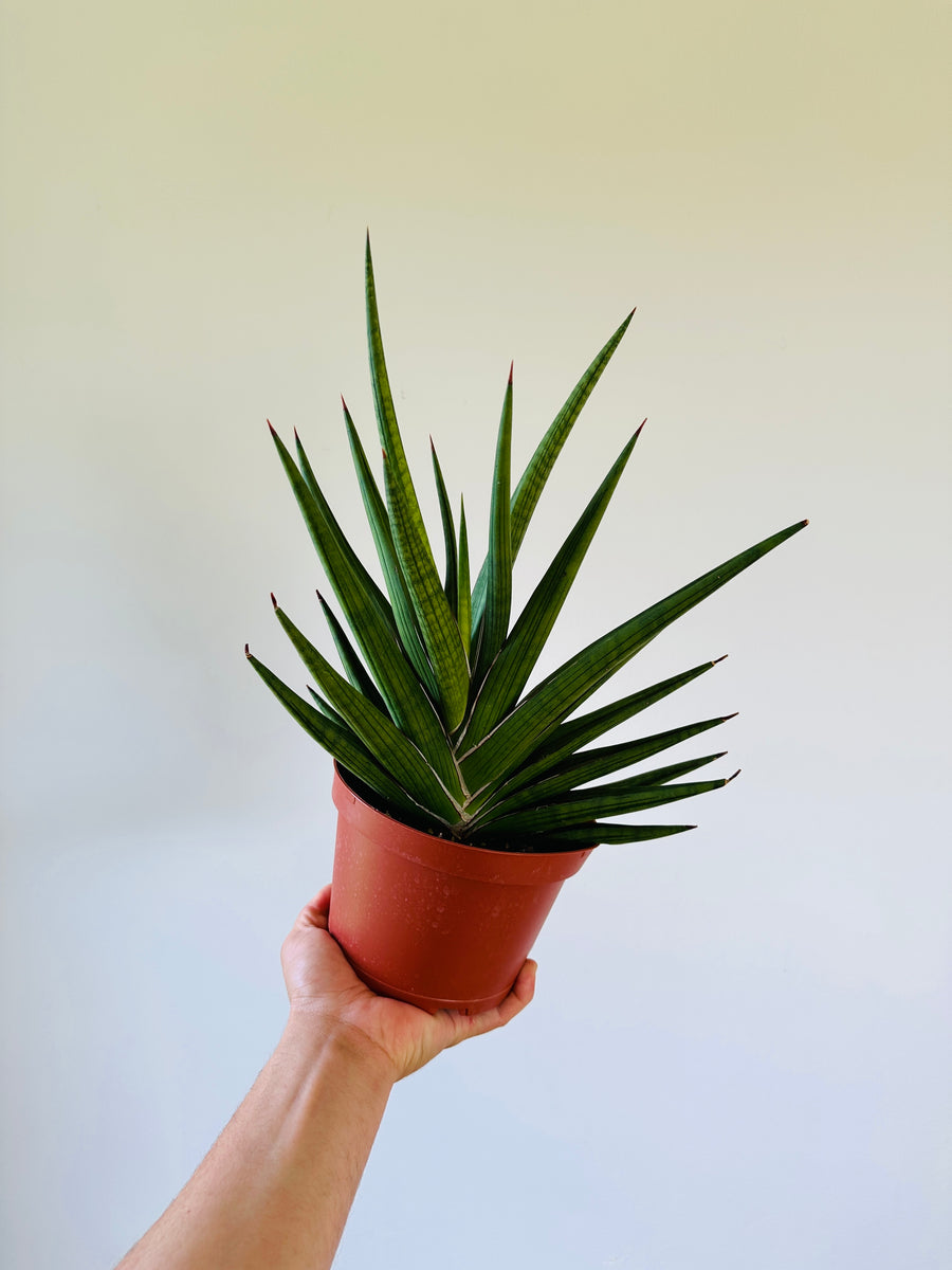 Sansevieria Giga Spiky - 6