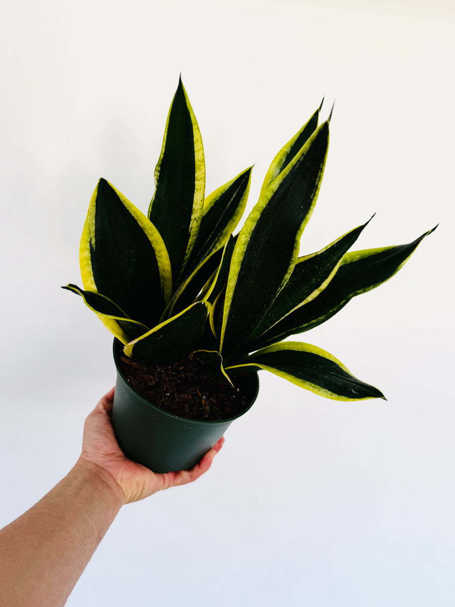 Sansevieria Black Gold - 6