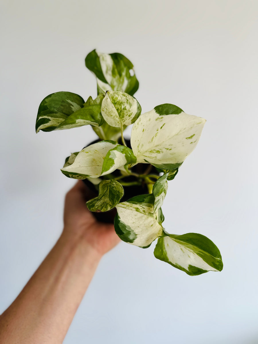 Pothos Manjula - 4” Pot