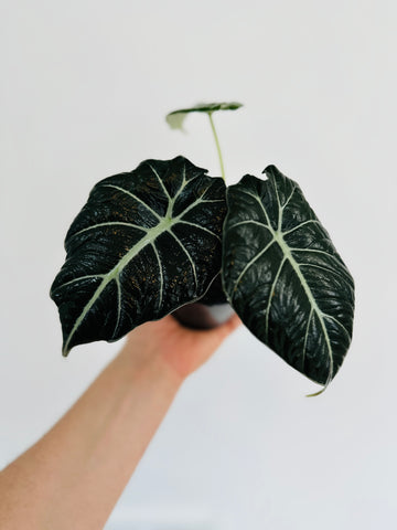 Alocasia Ninja - 4
