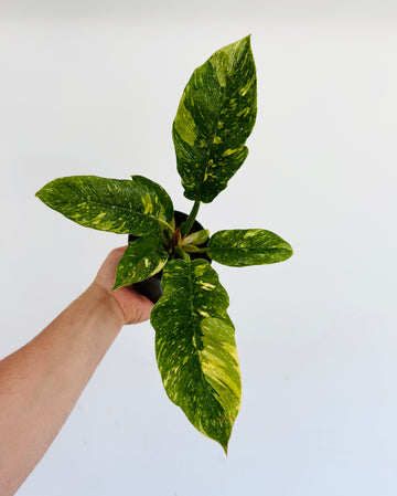 Philodendron Henderson’s Pride - 4” Pot