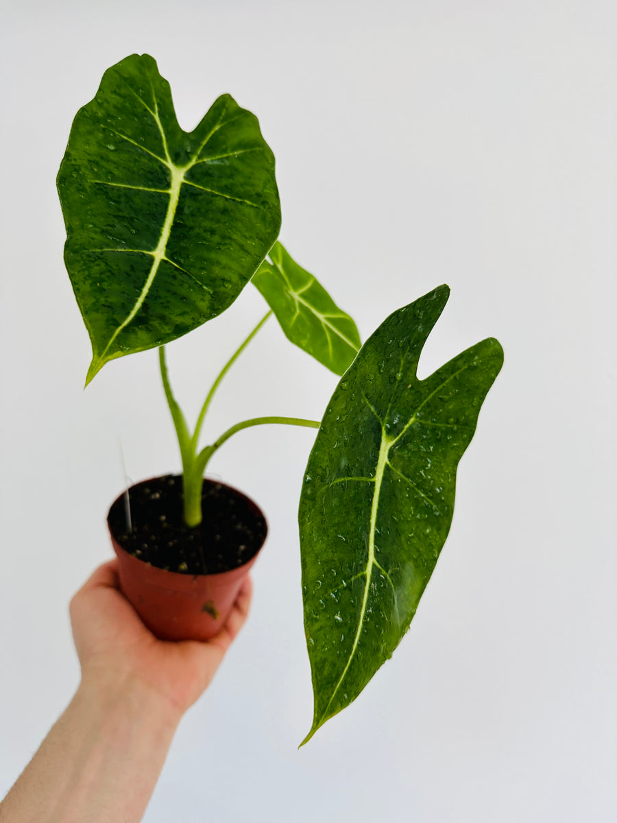 Alocasia Velvet Elvis - 4