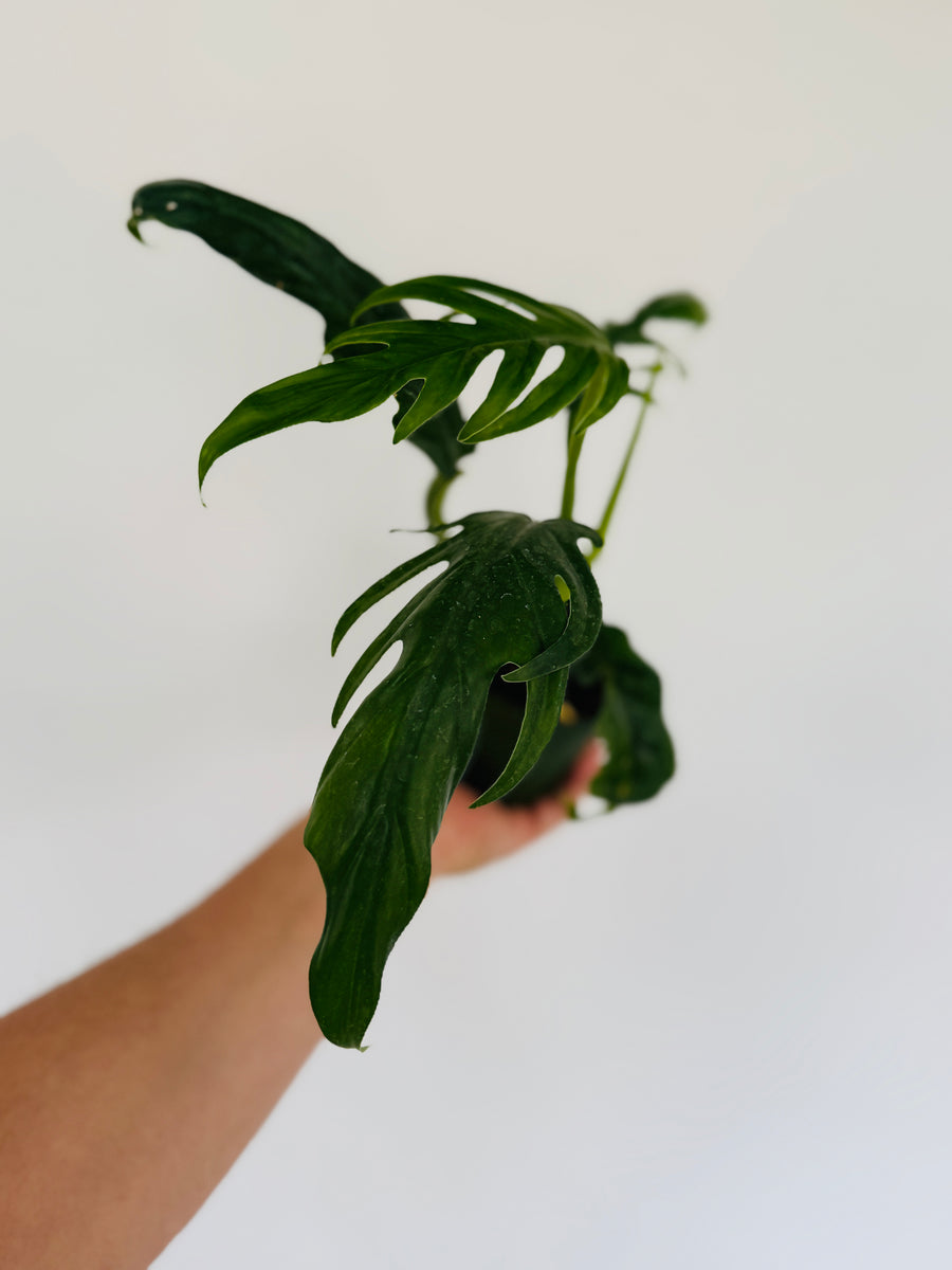 Philodendron Elegans - Rare Aroid - 4