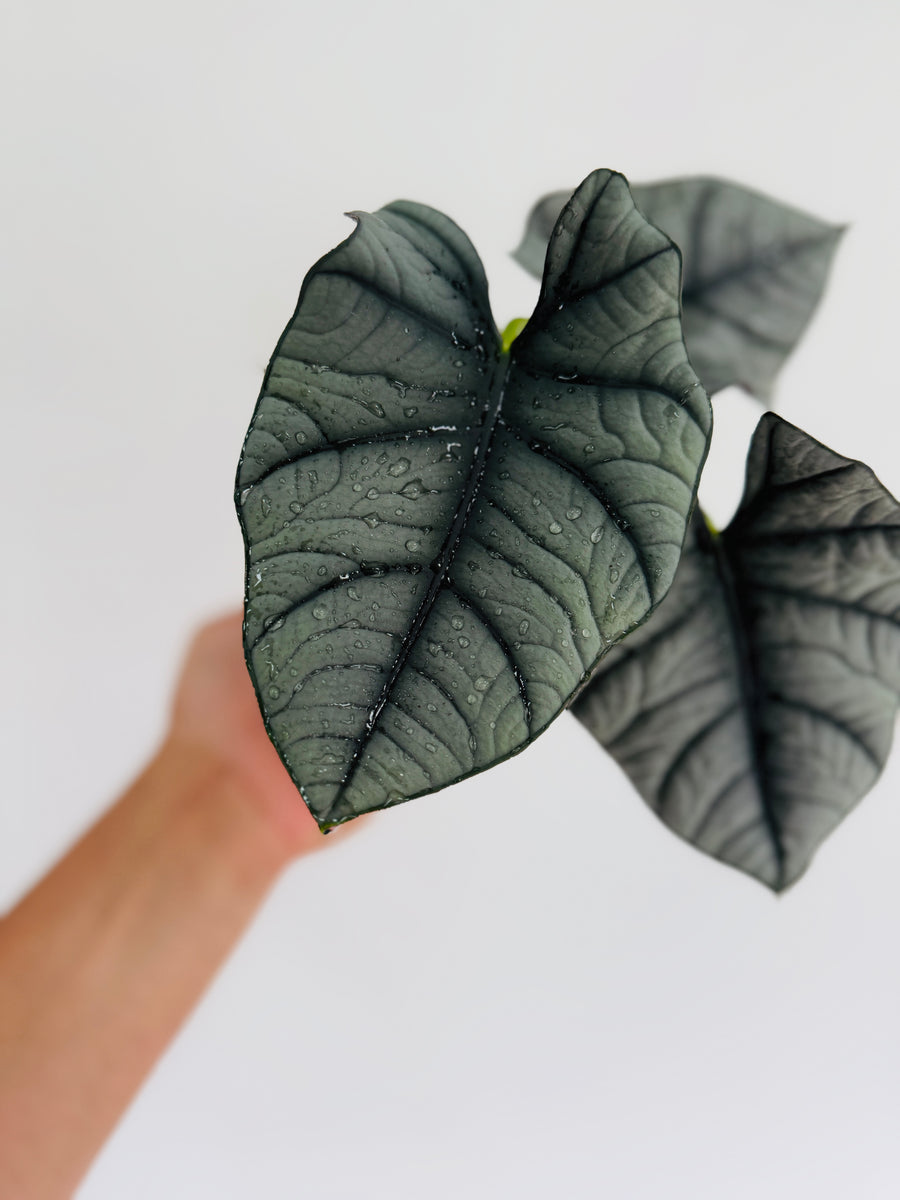 Alocasia Bisma - 4