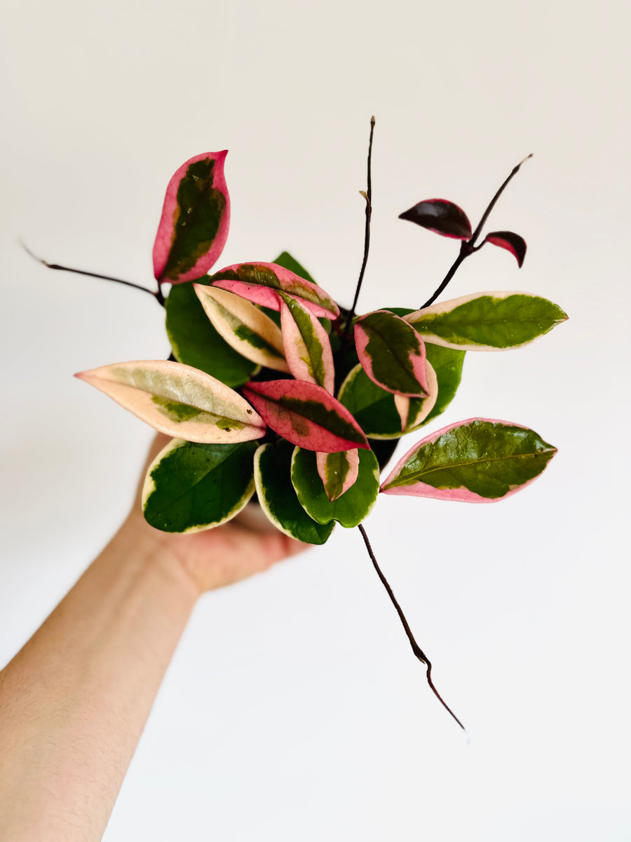 Hoya Flamingo Dream (Purple Pride) - New Carnosa Sport Variety - 5