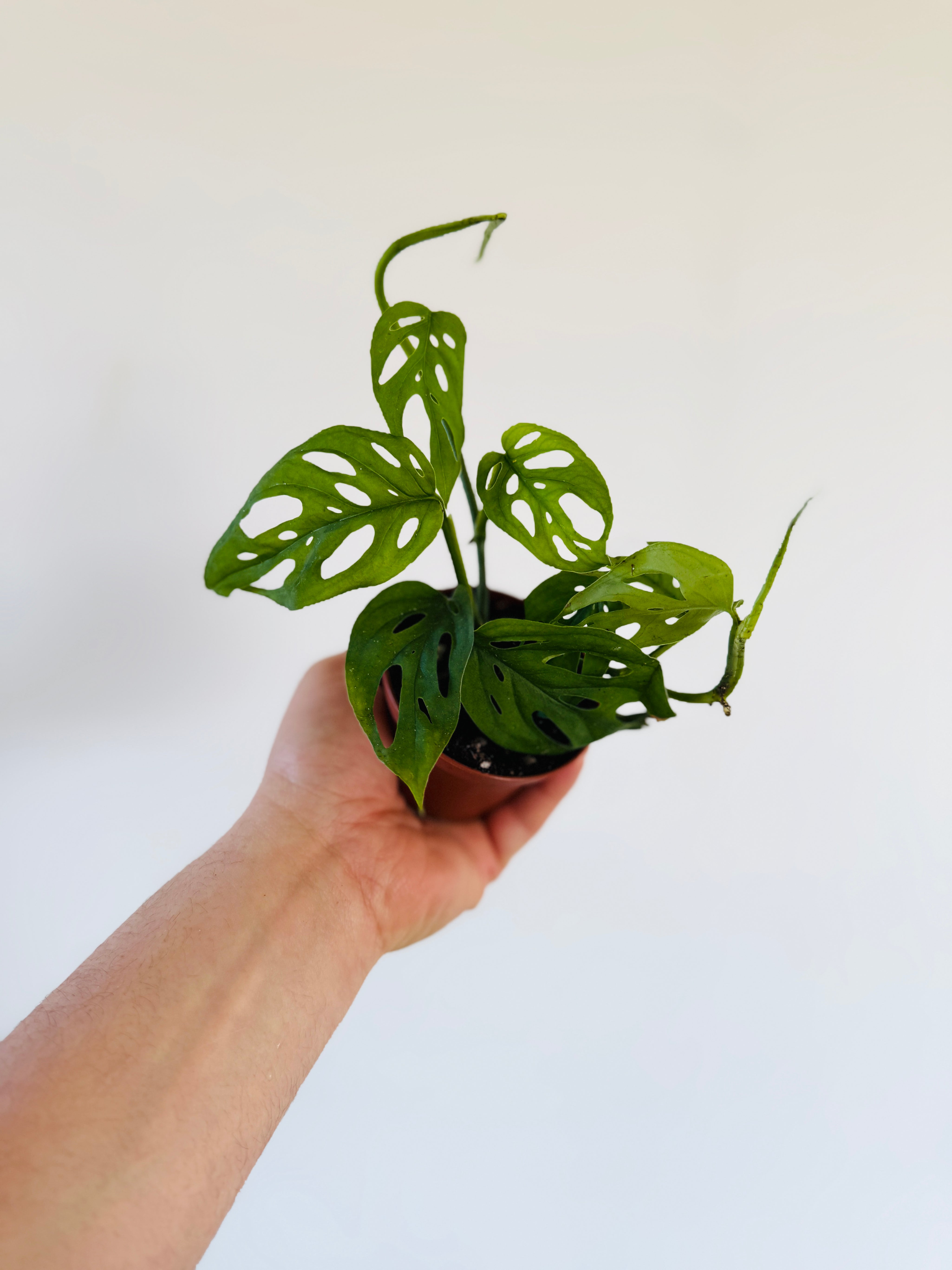 monstera sp esqueleto Monstera Esqueleto - Rare Aroid