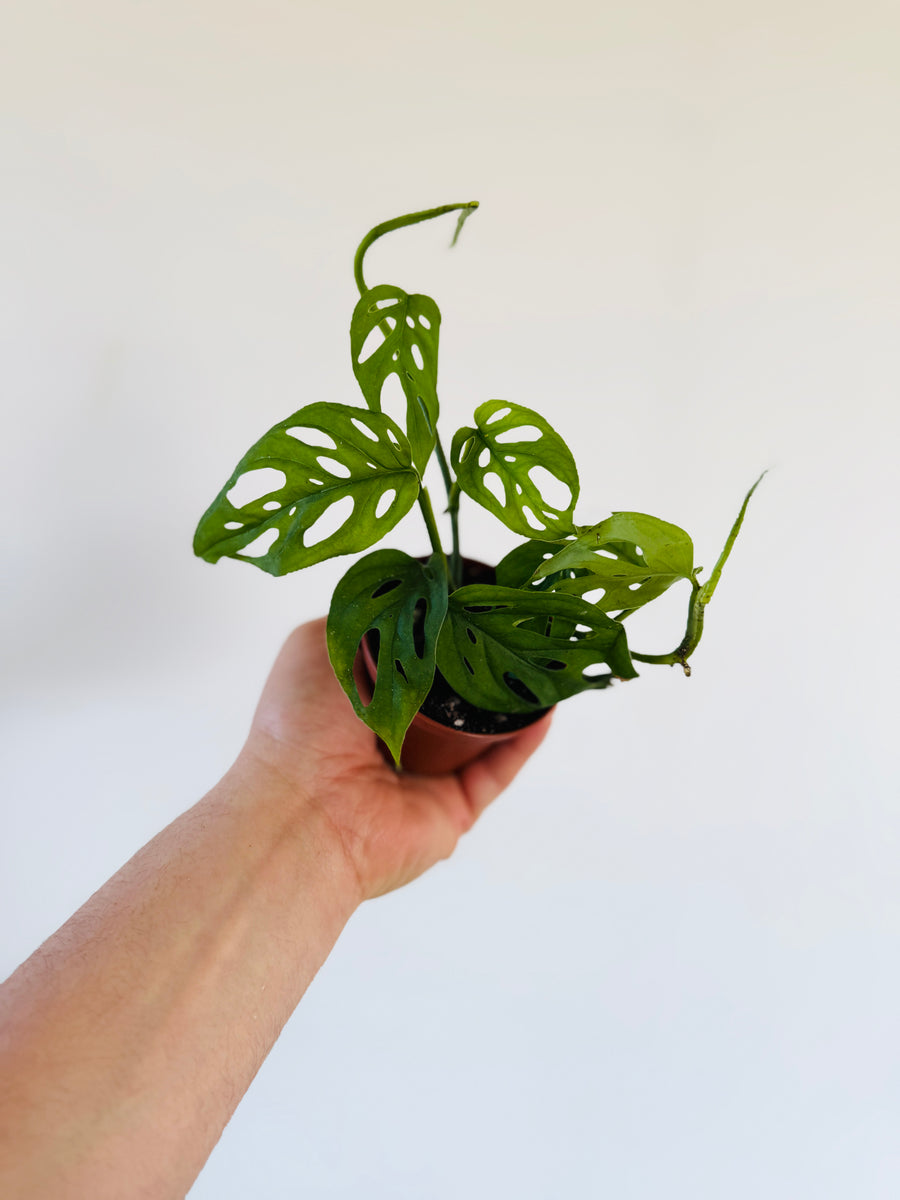 are monsteras aroids Monstera Esqueleto - Rare Aroid
