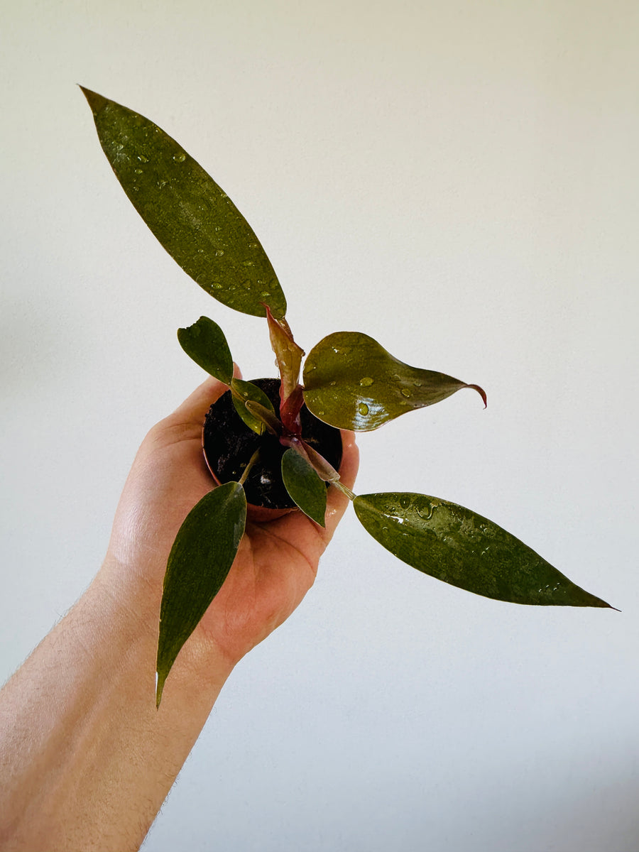Philodendron Royal Queen - Rare Aroid - 2” Pot