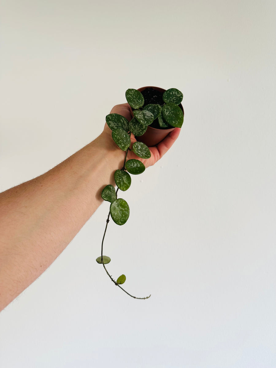 Hoya Mathilde 'Splash' - Vining - 3