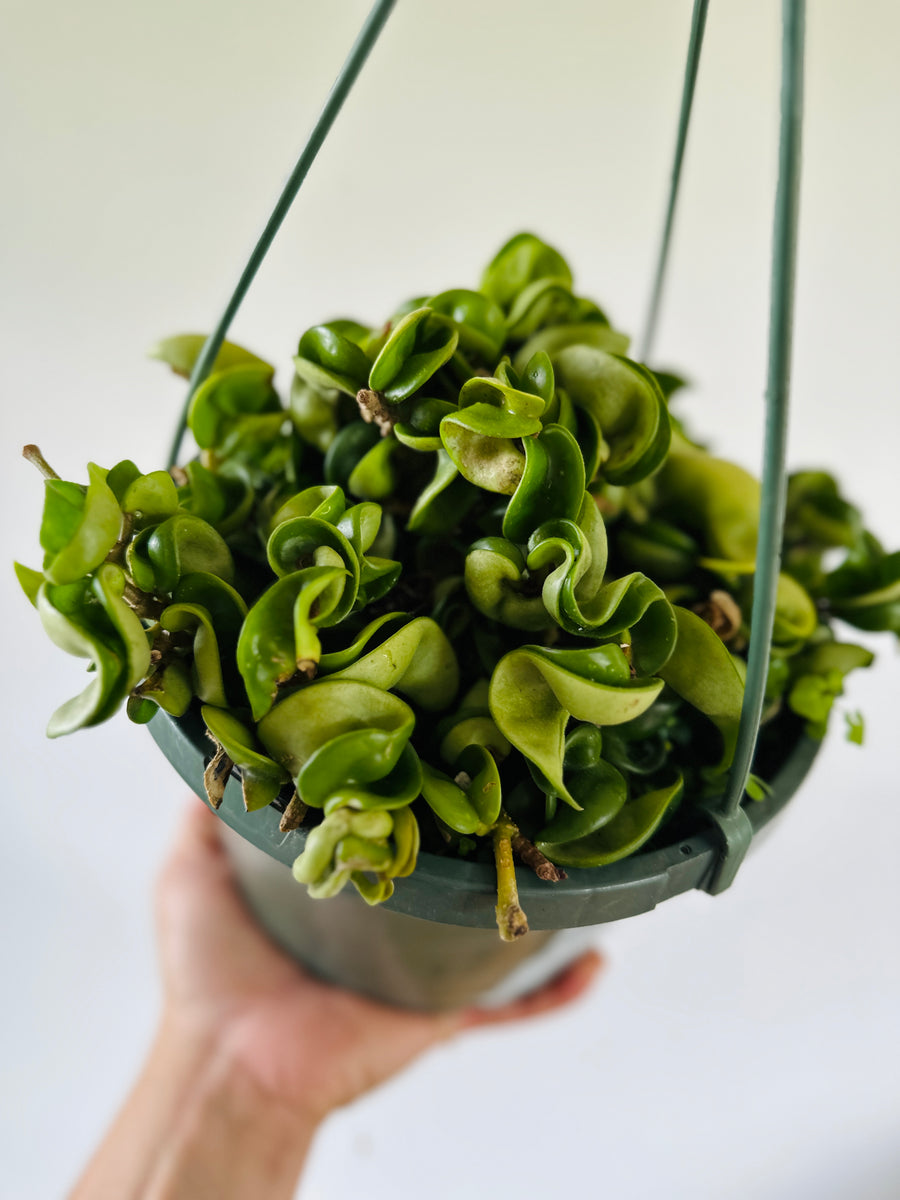 Hoya Carnosa 'Compacta' - Full Heads - 8