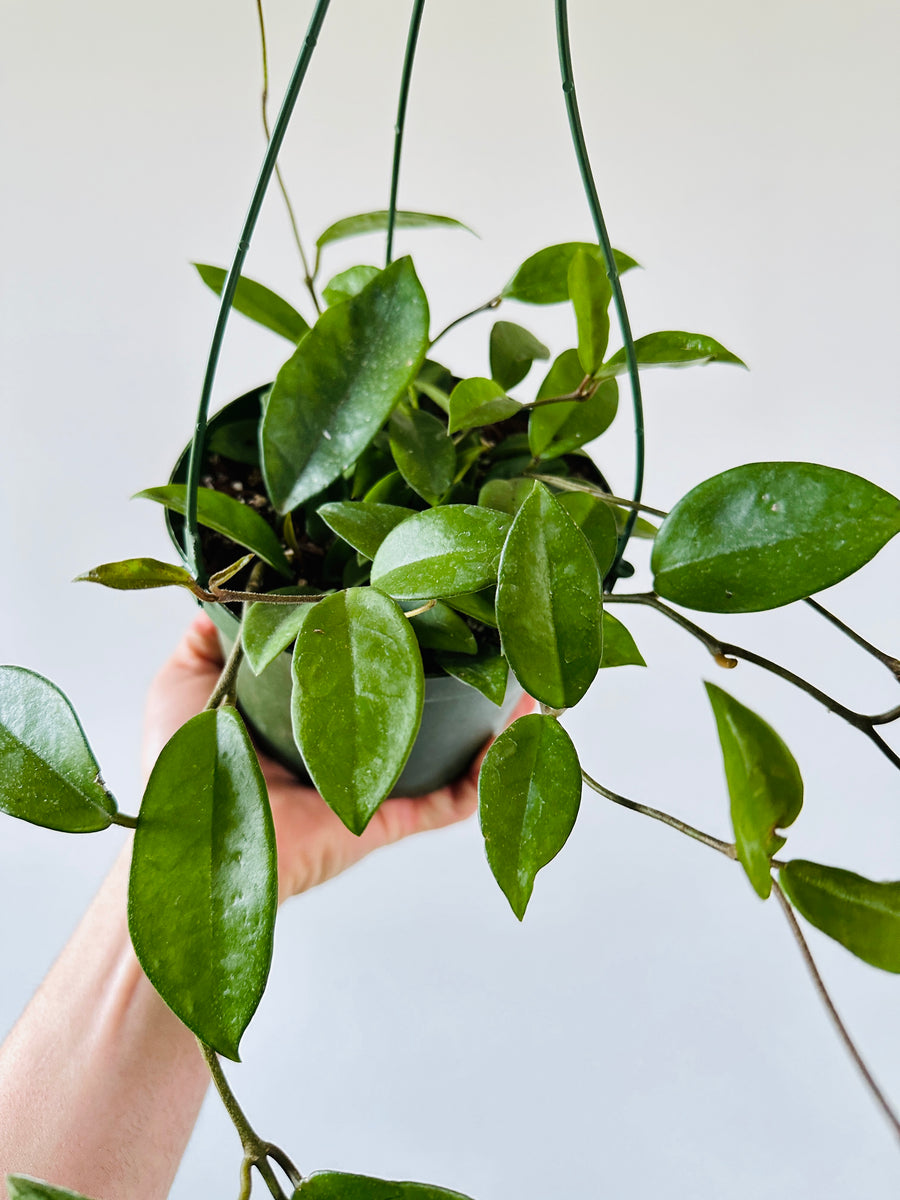 Hoya Carnosa 'Green' - 6