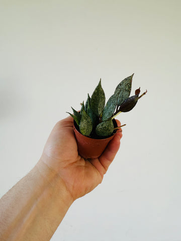 Hoya Lacunosa 'Leopard Skin' - 2” Pot
