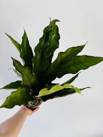 Anthurium Black Dragon - Very Large - 6