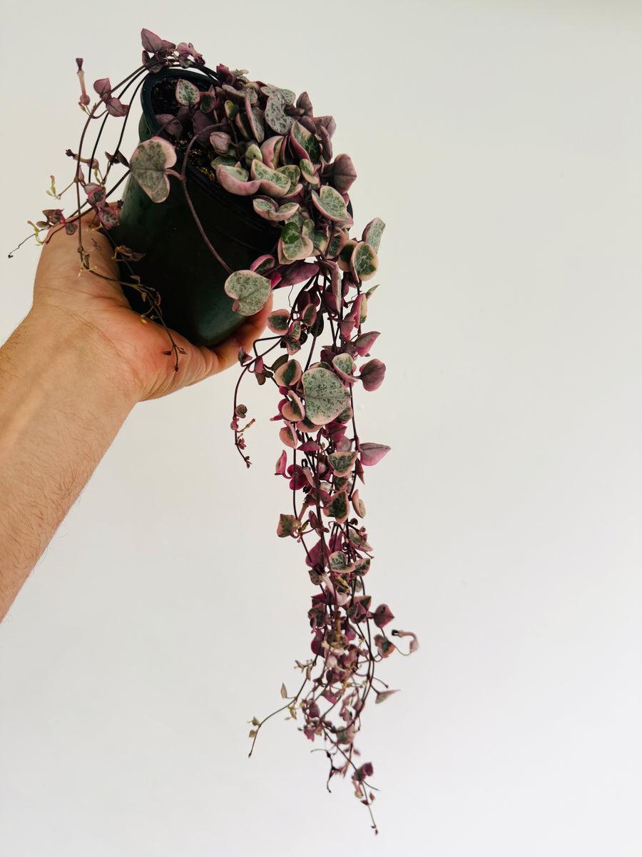 Variegated String of Hearts - Ceropegia Woodii 'Variegated' - Vining - 4” Hanging Basket