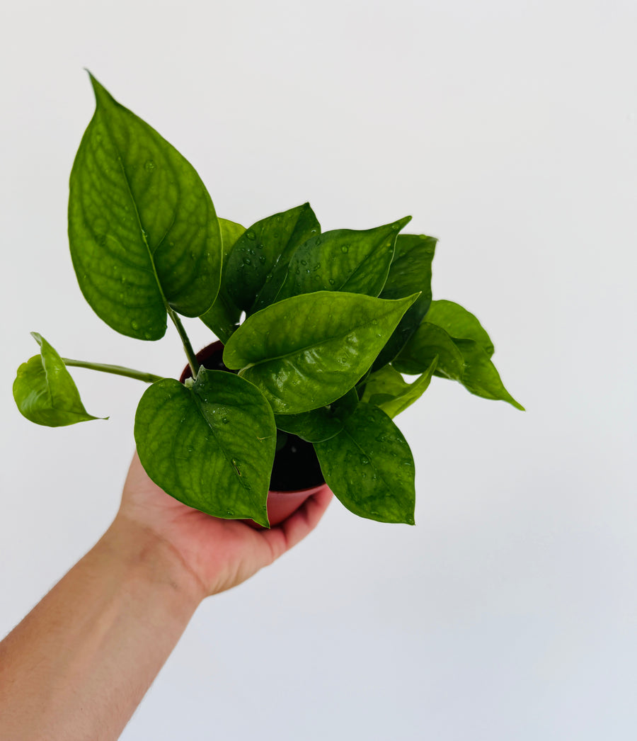 Pothos Green Genie - Epipremnum Aureum 'Green Genie' - 4