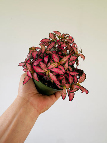 Fittonia Black Star- 4